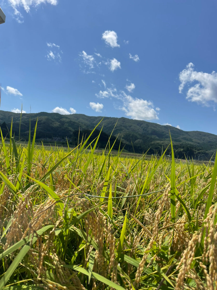 福島県中通り産『ひとめぼれ』【年間購入】