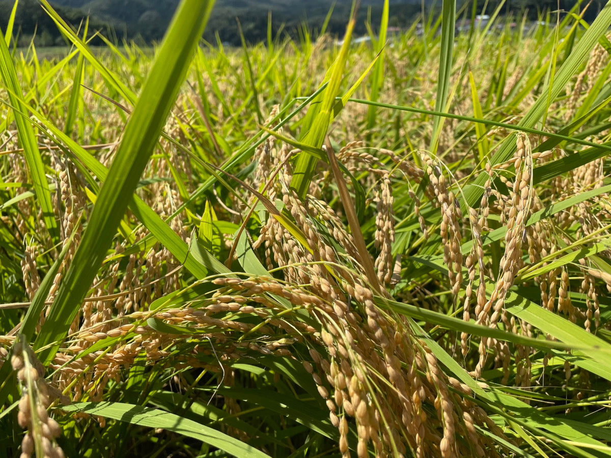 福島県中通り産『ひとめぼれ』【年間購入】
